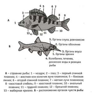 Объясните руководствуясь этой схемой формирование обтекаемой формы тела у предков современного кита