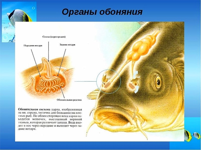 Орган обоняния презентация