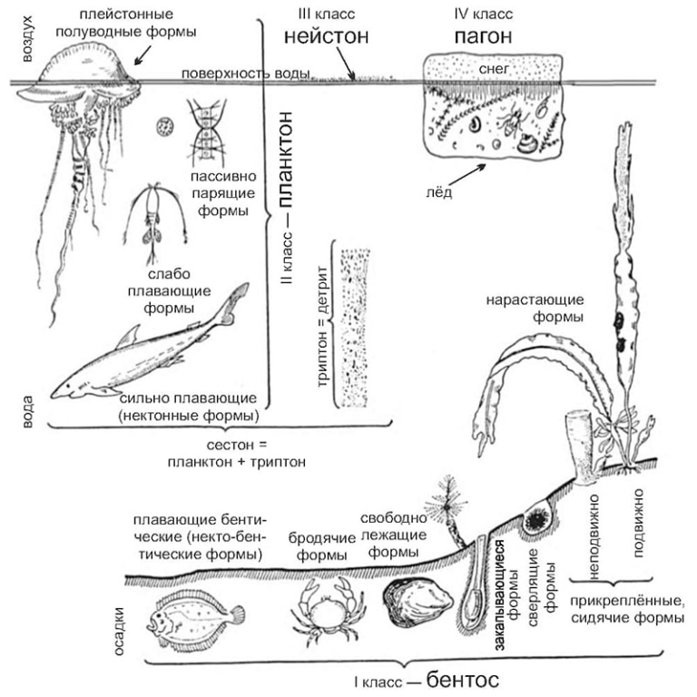 Бентос планктон нектон схема